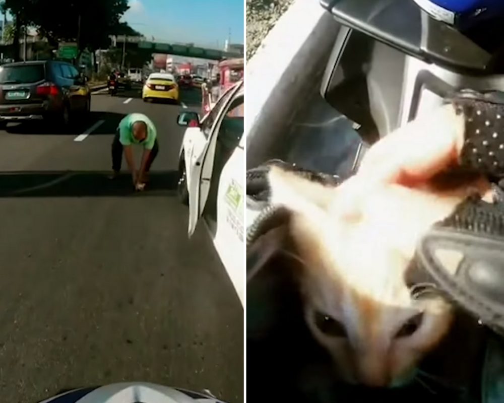 VIDEO: Motorkář a&nbsp;řidič autobusu zachránili kotě. Leželo na&nbsp;frekventované silnici