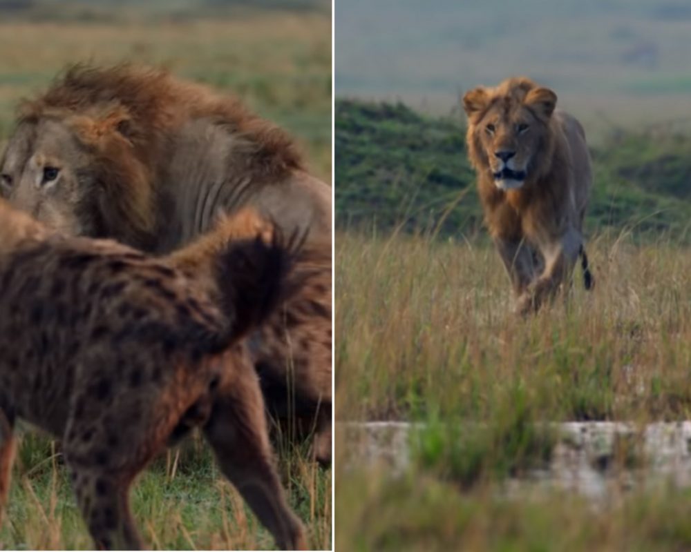 FOTO, které vám vyrazí dech! Lev byl obklíčen několika hyenami, pomohl mu bratr