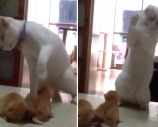 Roztomilé VIDEO: Matka dvou koťat přeruší jejich spor! Její způsob vás pobaví