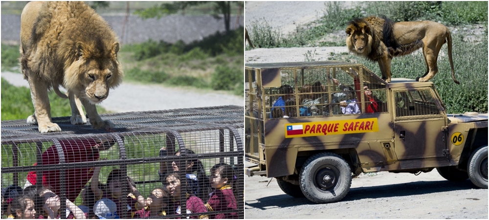FOTO: Takovou ZOO jste ještě neviděli! Do klece zde zavírají návštěvníky