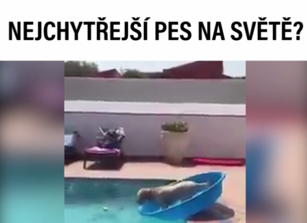 VIRÁLY TÝDNE: Jak vypadá nejchytřejší pes na&nbsp;světě? Víme co s&nbsp;otravnou hudbou v&nbsp;autě!