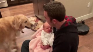 DOJEMNÉ VIDEO: Jak to vypadá, když se retrívr se poprvé setká s&nbsp;miminkem?