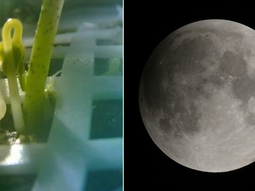 FOTO: Na&nbsp;Měsíci vyklíčila semena bavlníku, oznámili Číňané