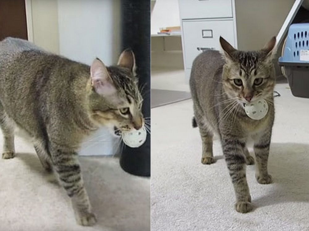 VIDEO: Nemá vám kdo nakrmit kočku? Tohle je ideální řešení