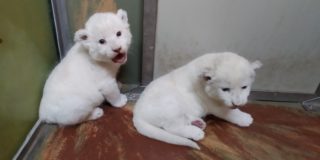 Hodonínská ZOO slaví: Narodila se tam krásná lvíčata