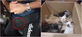 Ten to vymňoukl! Muž pašoval koťátka v&nbsp;rozkroku