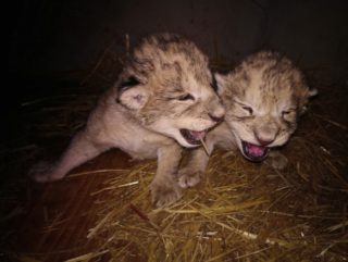 Obrovská tragédie! Dvě lvíčata v&nbsp;liberecké ZOO uhynula