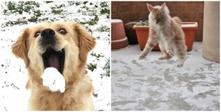 GALERIE: Zima je tady! A&nbsp;tahle zvířata se z&nbsp;ní pořádně radují