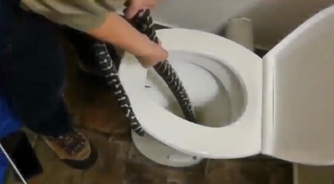 Nečekané překvapení! Ženu na toaletě uštkl had, ukrýval se před horkem