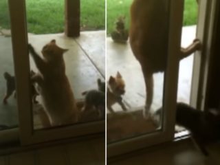 Jak vypadá spolupráce kočky a&nbsp;psů? Tohle VIDEO vás pobaví