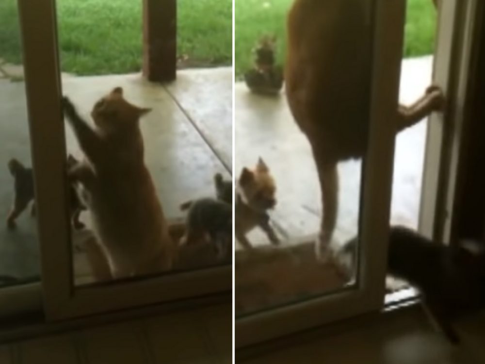 Jak vypadá spolupráce kočky a psů? Tohle VIDEO vás pobaví