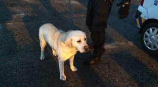 Zaběhlý labrador si v&nbsp;Olomouci sám došel k&nbsp;veterináři, na&nbsp;páníčka čeká v&nbsp;útulku