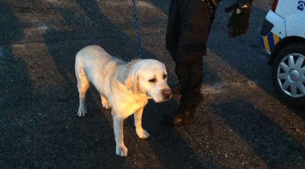 Zaběhlý labrador si v Olomouci sám došel k veterináři, na páníčka čeká v útulku