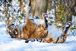 Zlínská zoo má nového tygra, doufá v&nbsp;mláďata a&nbsp;oživení chovu