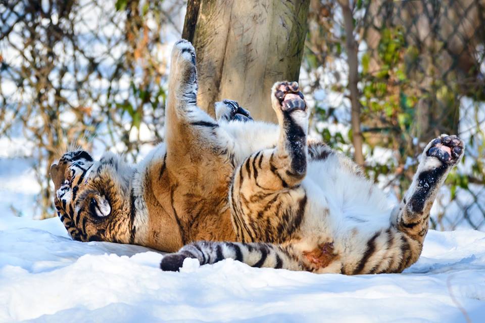 Zlínská zoo má nového tygra, doufá v&nbsp;mláďata a&nbsp;oživení chovu