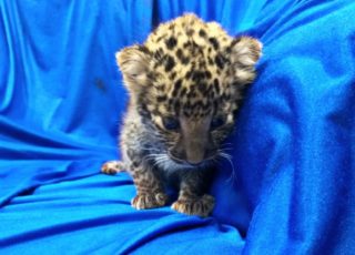FOTO: Letištní kontrola našla u&nbsp;muže v&nbsp;kufru mládě leoparda!