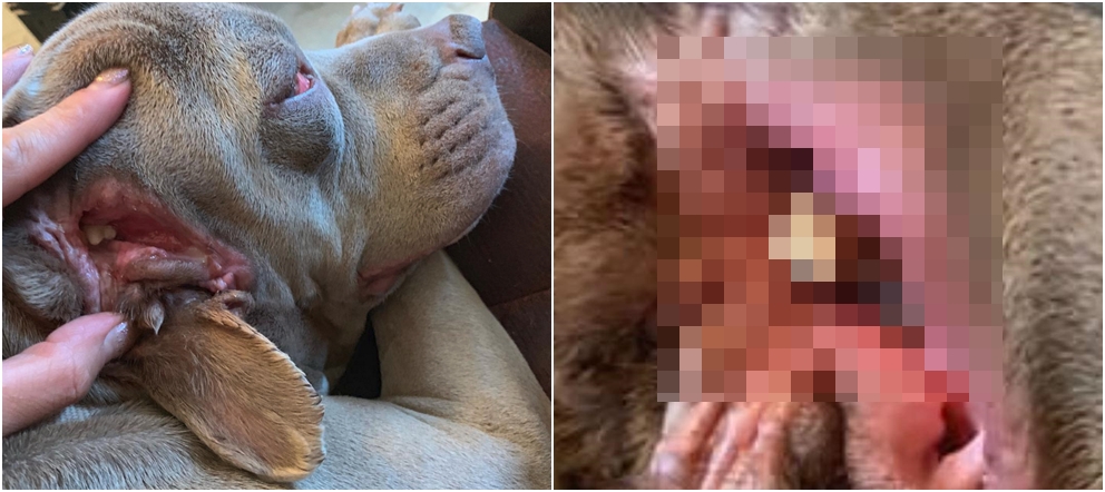 Psovi narostla v uchu další tlama! Dokonce mu slintá. FOTO