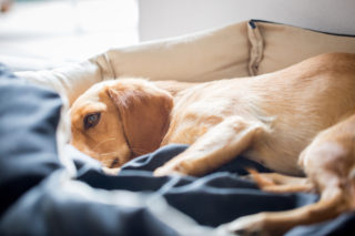 Veterinář byl odsouzen na&nbsp;šest let do vězení, drogy voperoval do štěňat