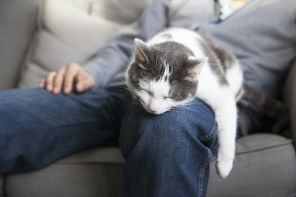 Černobílá kočka leží uvolněně a láskyplně na koleni mladého muže.