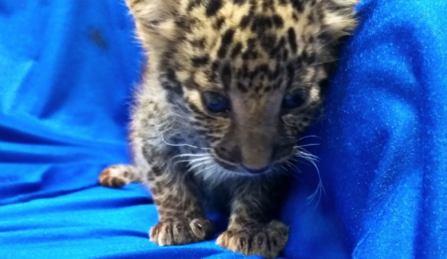 Muž pašoval v&nbsp;kufru mládě leoparda! Na&nbsp;indickém letišti ho zadrželi