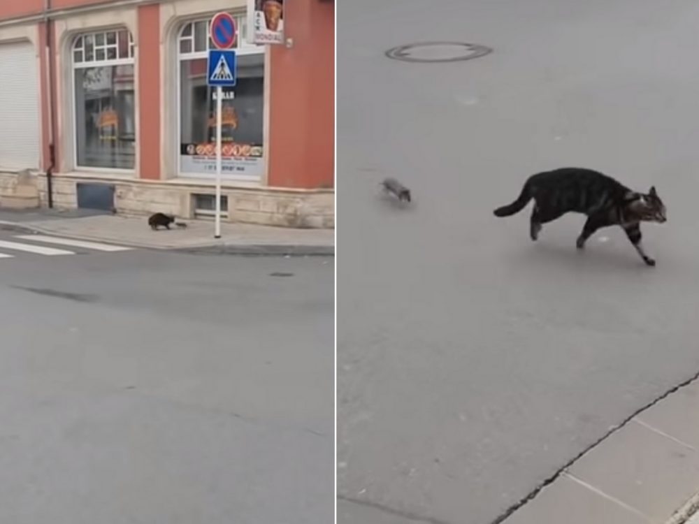 VIDEO: Kočka si vybrala špatnou krysu! Tohle od hlodavce opravdu nečekala