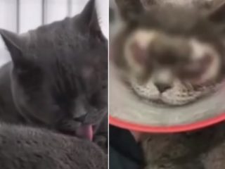 FOTO: Otřesný případ! Majitelka nechala své kočce upravit oční víčka, zdála se jí ošklivá