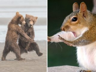 Trpělivost přináší růže. Podívejte se na&nbsp;úchvatné snímky zvířat žijících volně v&nbsp;přírodě