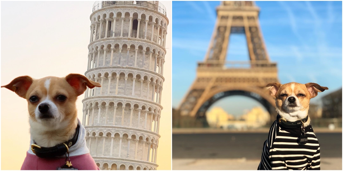 Čivava měla být utracena! Teď cestuje po celém světě a žije ten nejlepší život