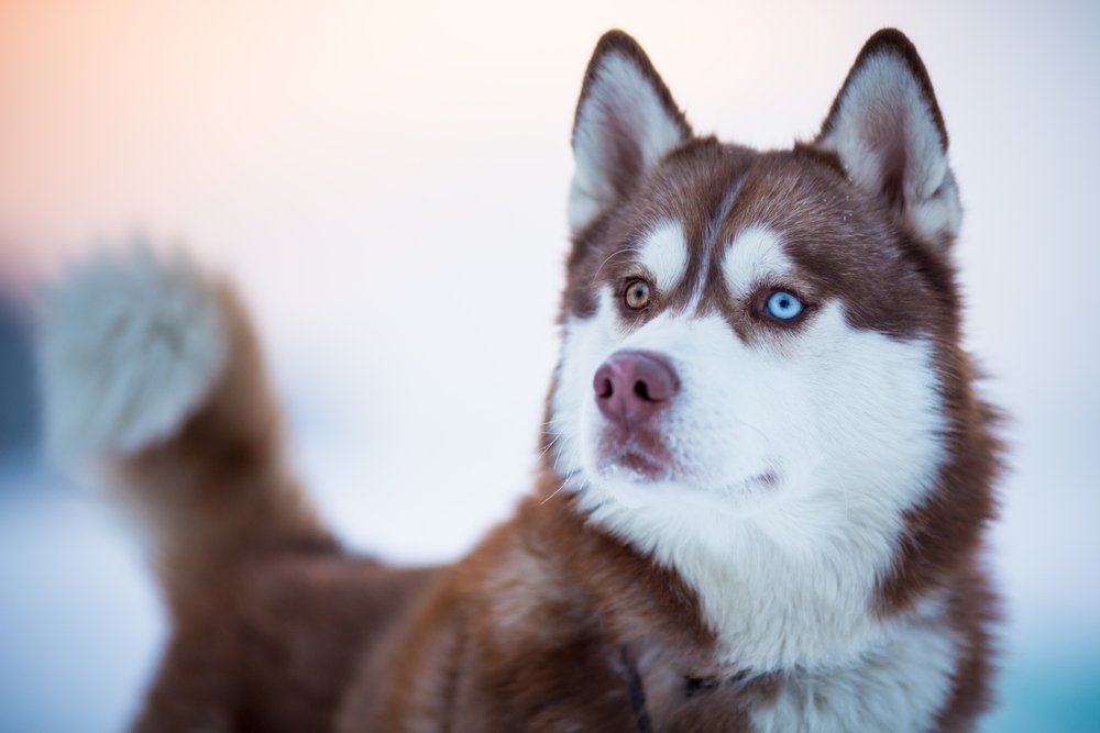Husky nepřežil let letadlem: V kotci v nákladovém prostoru mu došel kyslík