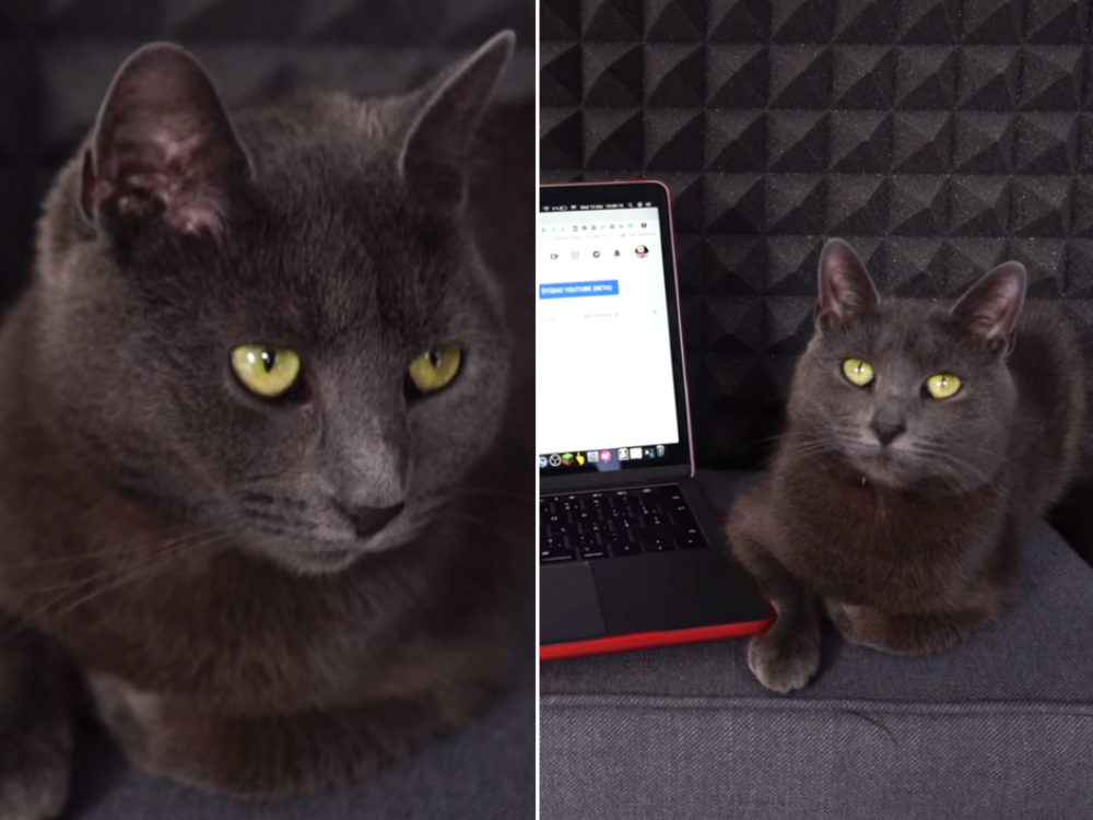 VIDEO: Kočka Jackie je hitem internetu! Zabodovala dokonce i v Česku