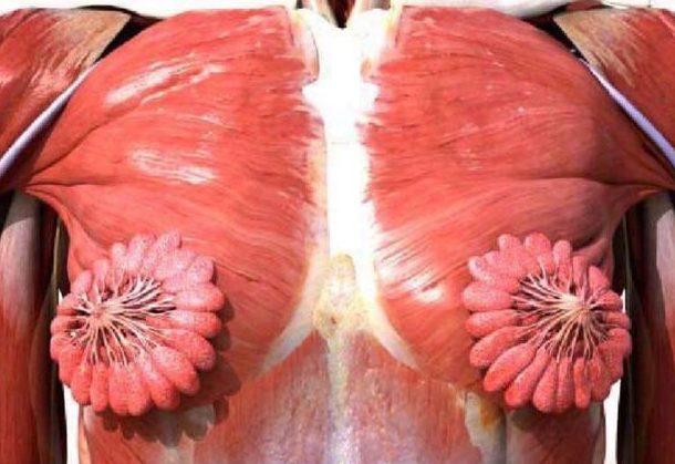 Fascinující, nebo odporné? Fotka ženských mlékovodů se stala virální