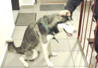 Když se ženě zabouchly dveře, otevřel je pes! Stačila chvíle skákání na&nbsp;kliku