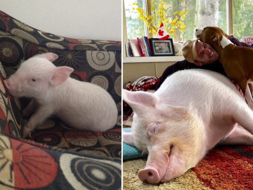 Pár si myslel, že adoptoval miniprasátko. Zanedlouho zjistil, že je všechno jinak
