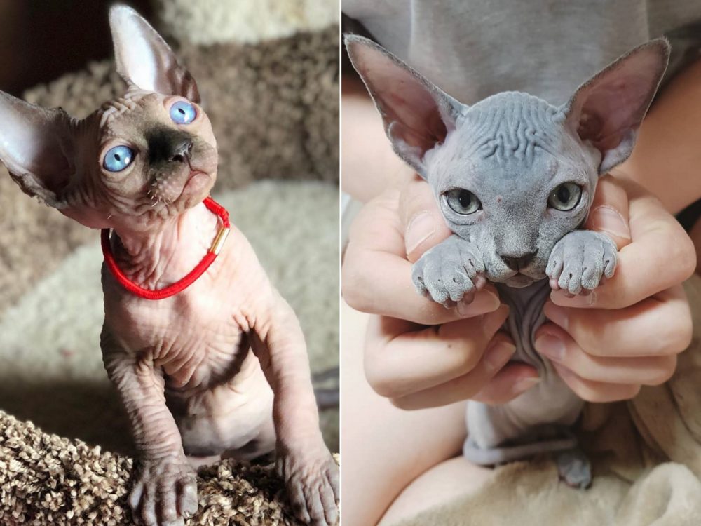 Nelíbí se vám bezsrsté kočky? Díky těmto fotografiím však změníte názor