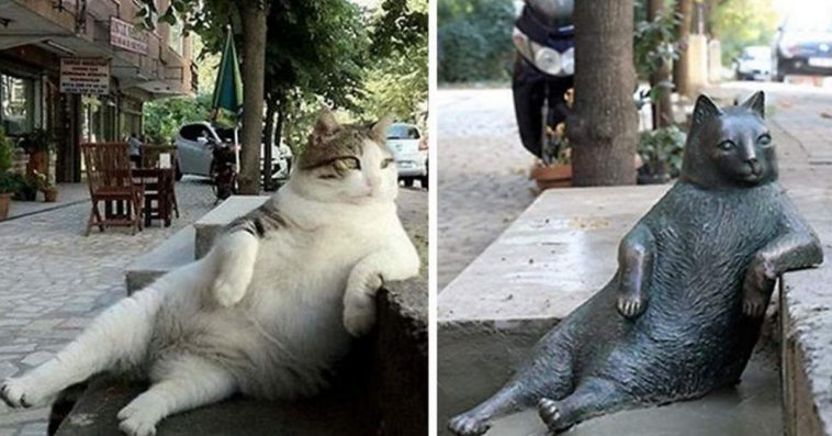 Istanbul uctil svou nejslavnější toulavou kočku: Postavili jí vlastní sochu!
