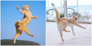 Ty nejlepší fotky koček v&nbsp;pohybu: Chlupaté gymnastky vám zlepší den