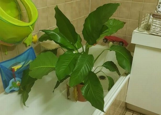 Jak zachránit umírající pokojové rostliny? Tento trik je vrátí do života