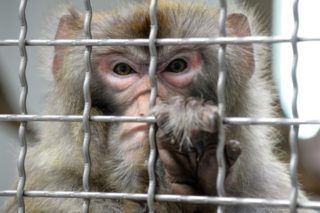 Čínští vědci implantovali opici gen lidského mozku