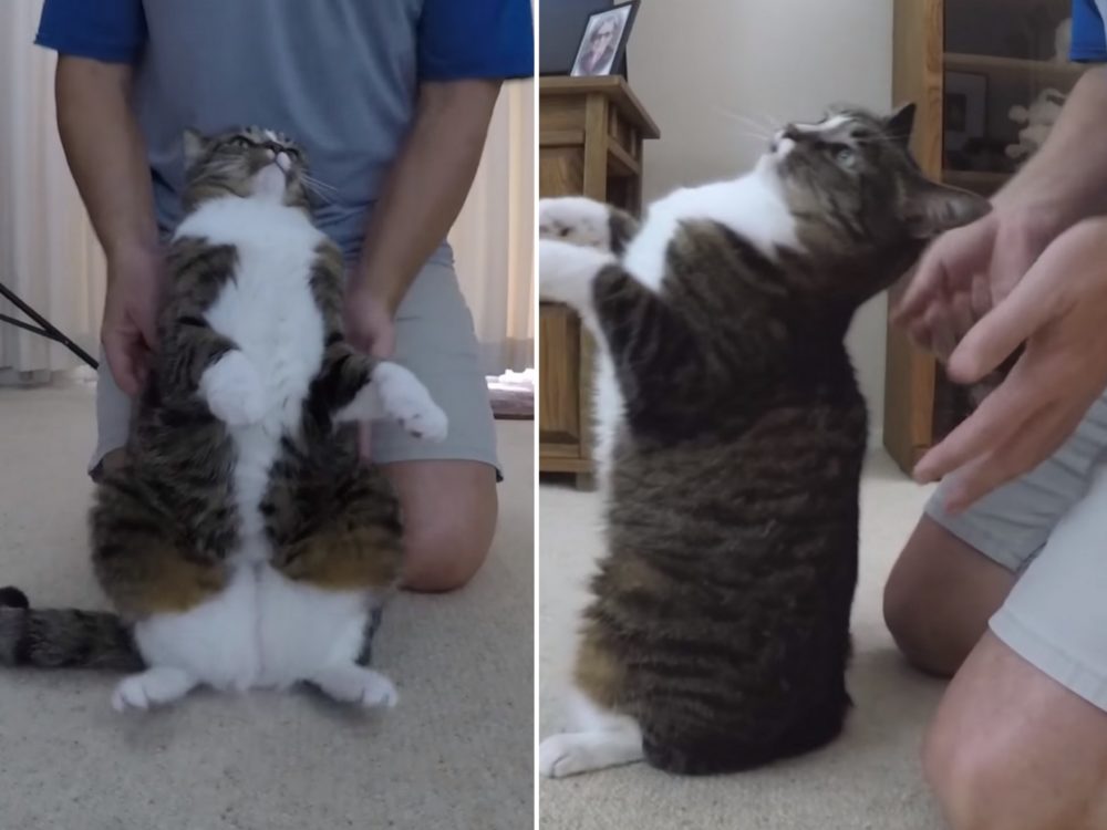 Umí kočky pád důvěry? Tohle VIDEO vám dá odpověď