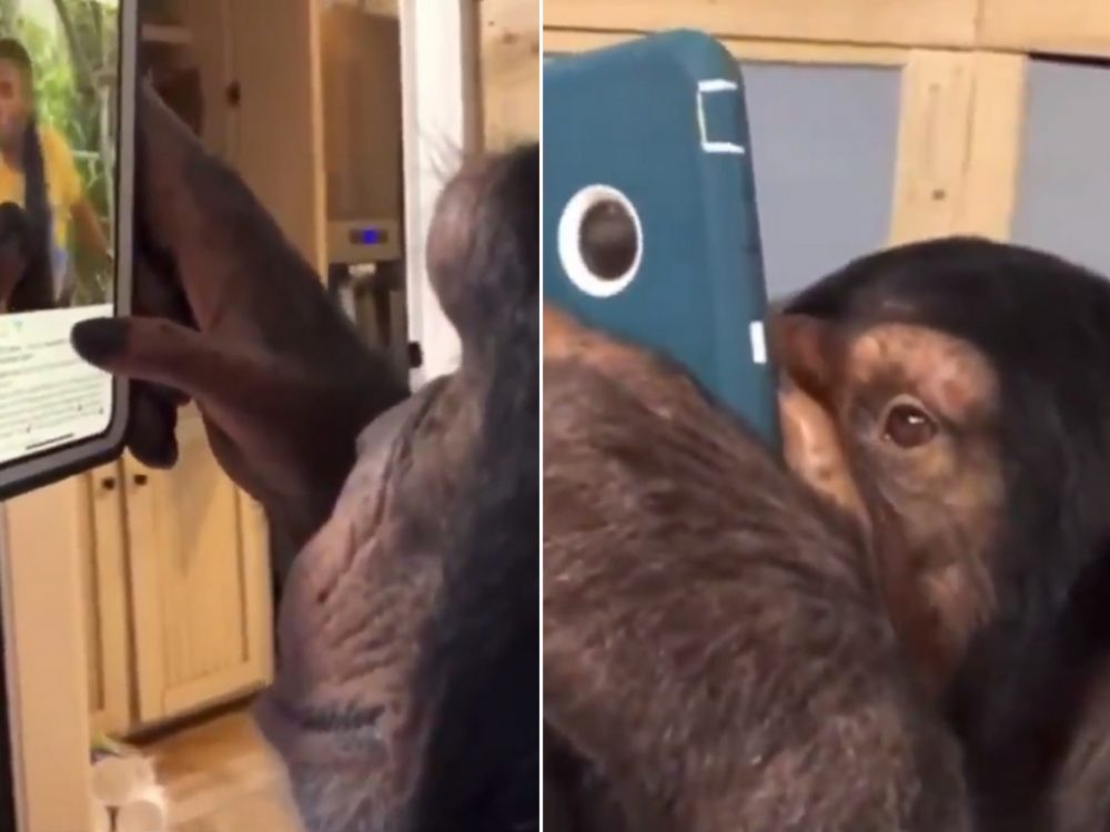 Šimpanz se naučil s&nbsp;chytrým telefonem! Video obletělo celý svět