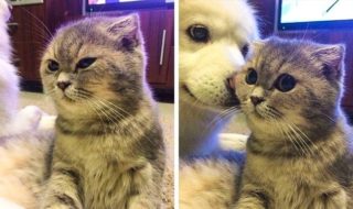Galerie upřímných zvířecích emocí: Tyhle výrazy vás dostanou!