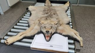 Celníci našli na&nbsp;karlovarském letišti v&nbsp;zavazadlech trofej vlka