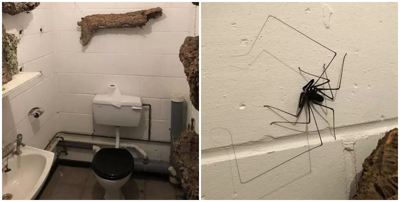 Nic pro&nbsp;arachnofobiky! Chovatel si toaletu upravil v&nbsp;pavoučí rezervaci