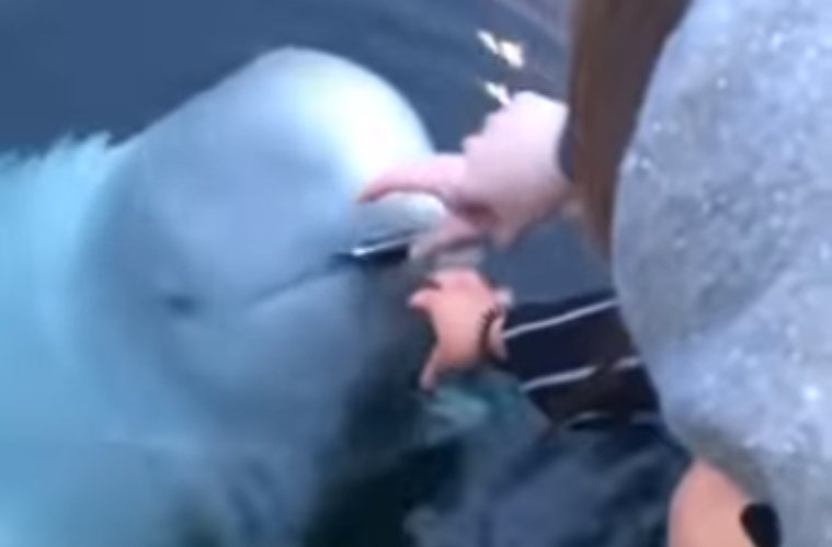 Ženě spadl do moře telefon. Turisty navštěvovaná běluha jí ho však z&nbsp;hlubin vrátila