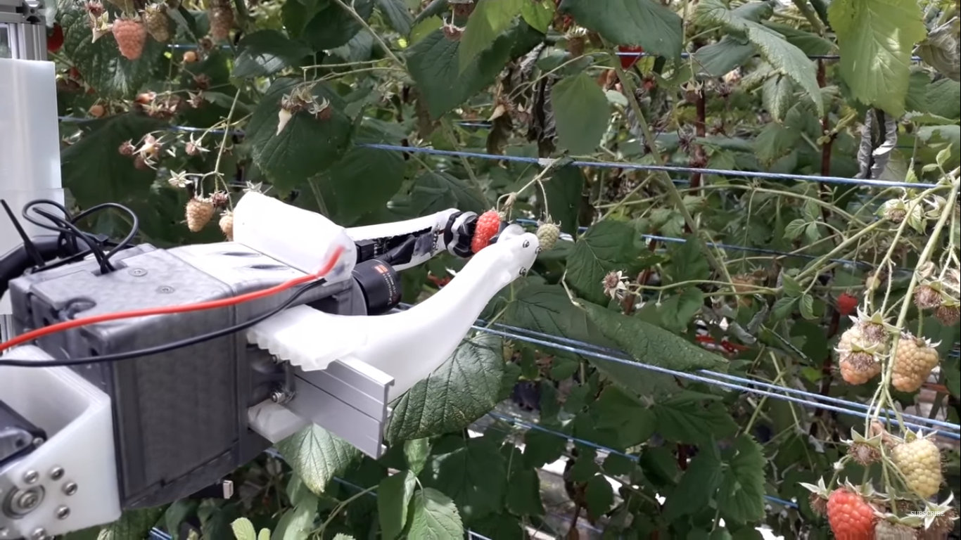 Přichází revoluce ve sběru ovoce? První robot na sběr malin je na světě