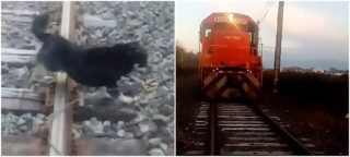 Bezbranného pejska někdo přivázal ke kolejím. Zachránil ho až strojvedoucí! VIDEO