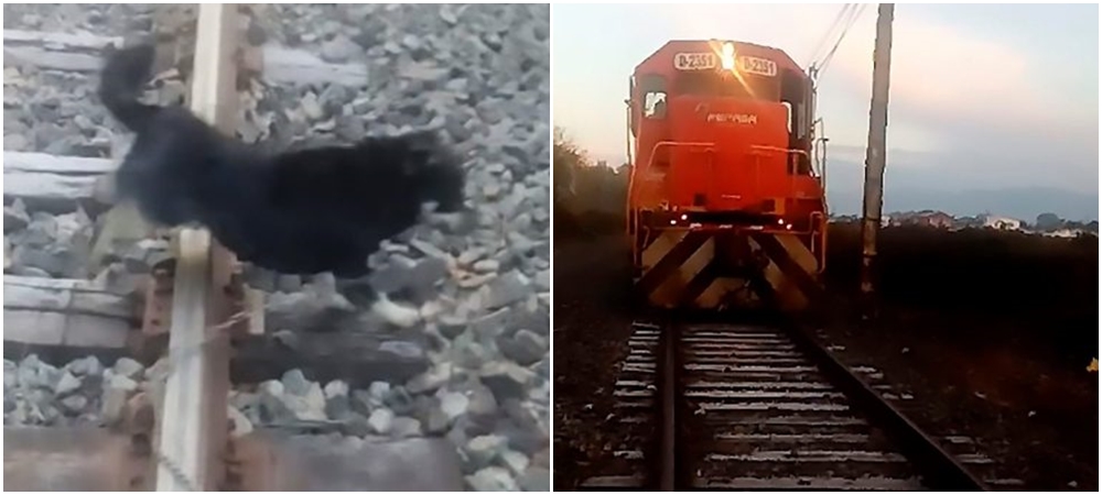 Bezbranného pejska někdo přivázal ke kolejím. Zachránil ho až strojvedoucí! VIDEO