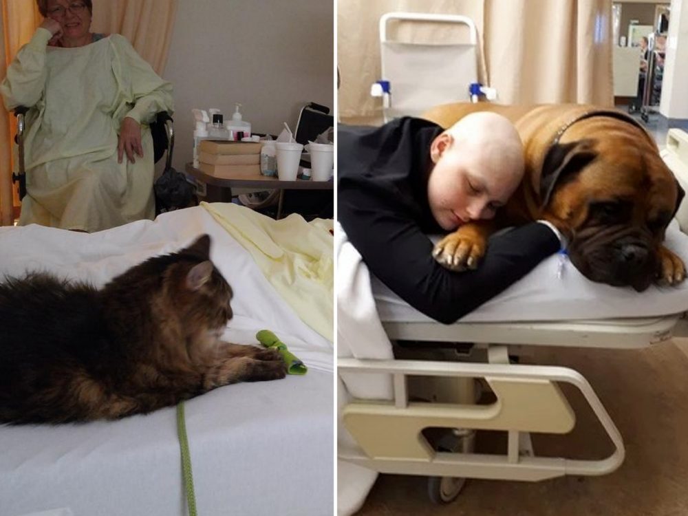 Srdečné gesto nemocnice! Pacienti se mohou na&nbsp;pokojích vídat se svými mazlíčky