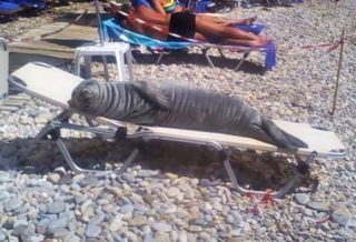 Na co všechno narazíte na&nbsp;pláži? Galerie těch největších šíleností