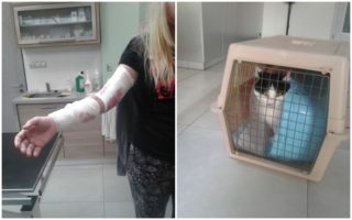 Agresivní kočka v&nbsp;Opavě zaútočila na&nbsp;majitelku. Odchyt se podařil až poté, co se sama unavila